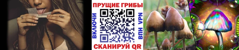 купить   Лиски  Псилоцибиновые грибы Psilocybine cubensis 