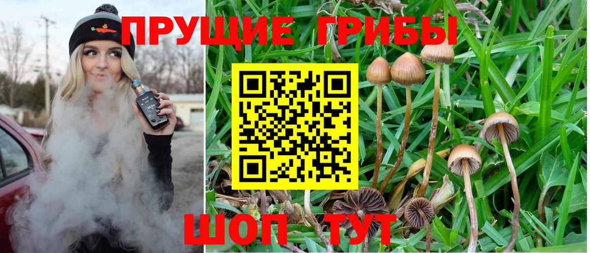 Псилоцибиновые грибы Psilocybe Лиски